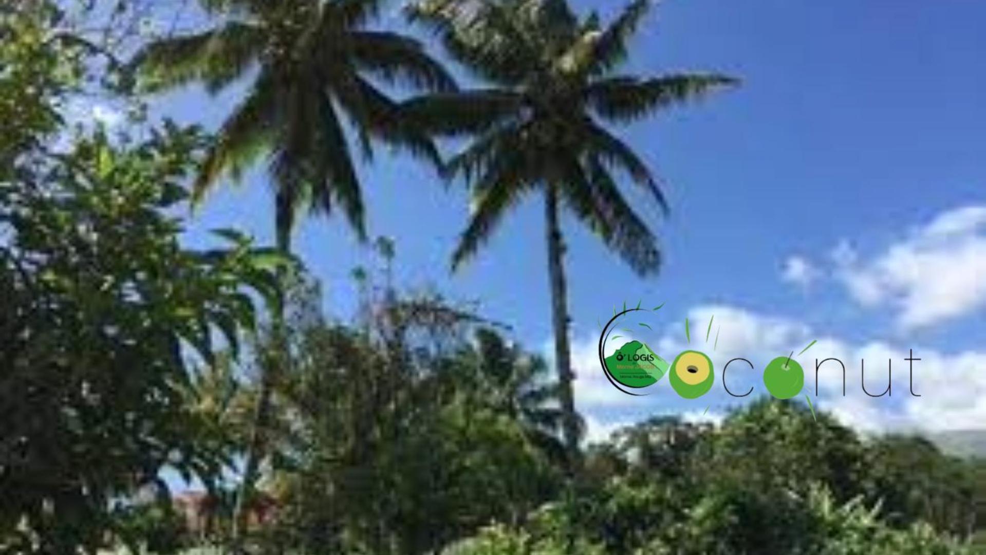O Logis Du Morne Jacob "Coco", Le Morne-Rouge Martinique Apartman Kültér fotó